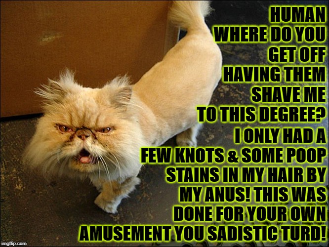 HUMAN WHERE DO YOU GET OFF HAVING THEM SHAVE ME TO THIS DEGREE? I ONLY HAD A FEW KNOTS & SOME POOP STAINS IN MY HAIR BY MY ANUS! THIS WAS DONE FOR YOUR OWN AMUSEMENT YOU SADISTIC TURD! | image tagged in where do you get off | made w/ Imgflip meme maker