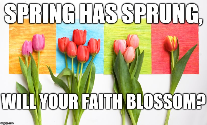 Spring | SPRING HAS SPRUNG, WILL YOUR FAITH BLOSSOM? | image tagged in spring | made w/ Imgflip meme maker
