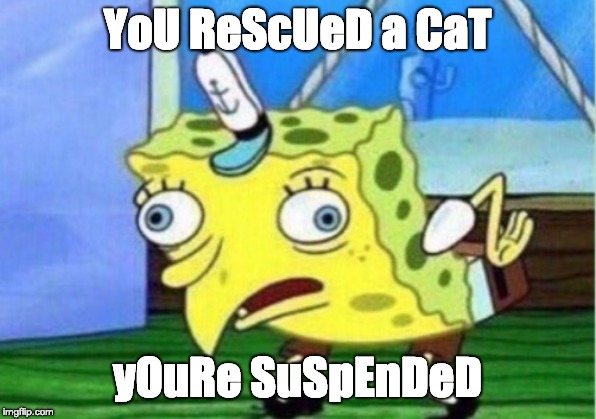 Mocking Spongebob | YoU ReScUeD a CaT; yOuRe SuSpEnDeD | image tagged in memes,mocking spongebob | made w/ Imgflip meme maker