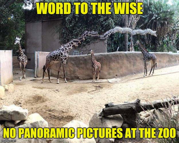 What on the hell is that? | WORD TO THE WISE; NO PANORAMIC PICTURES AT THE ZOO | image tagged in funny giraffe,panoramic pictures | made w/ Imgflip meme maker
