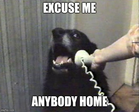 hello this is dog | EXCUSE ME ANYBODY HOME | image tagged in hello this is dog | made w/ Imgflip meme maker