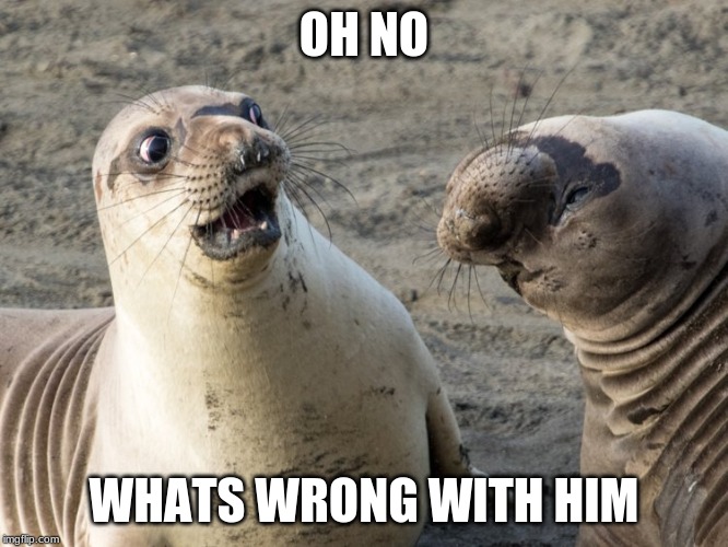 When A Strange Seal Arrives At A Zoo | OH NO; WHATS WRONG WITH HIM | image tagged in seals,suprised,zoo,i'm bored,oh no | made w/ Imgflip meme maker
