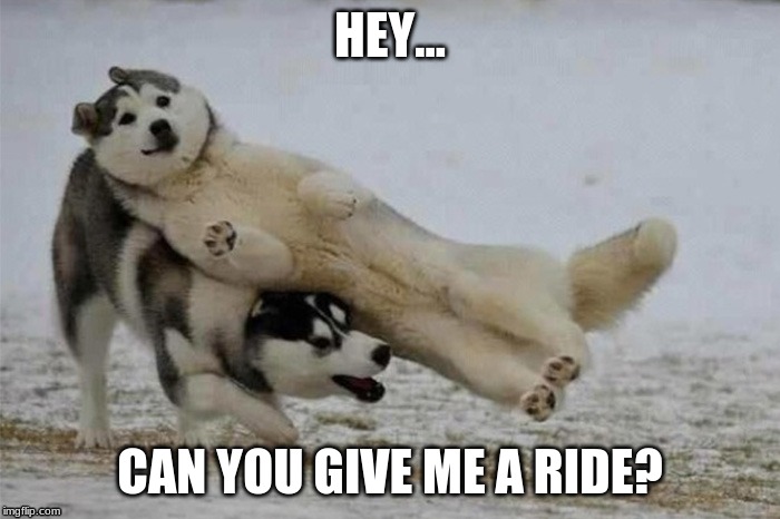 Tired Wolfy | HEY... CAN YOU GIVE ME A RIDE? | image tagged in wolf,tired,ride,snowy,rude wolf | made w/ Imgflip meme maker