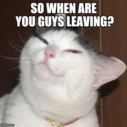 smug cat | SO WHEN ARE YOU GUYS LEAVING? | image tagged in smug cat | made w/ Imgflip meme maker