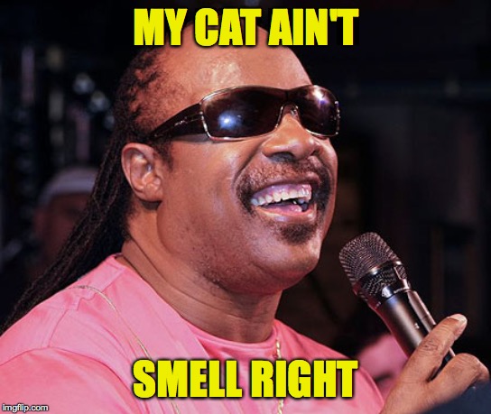 Stevie wonder  | MY CAT AIN'T SMELL RIGHT | image tagged in stevie wonder | made w/ Imgflip meme maker