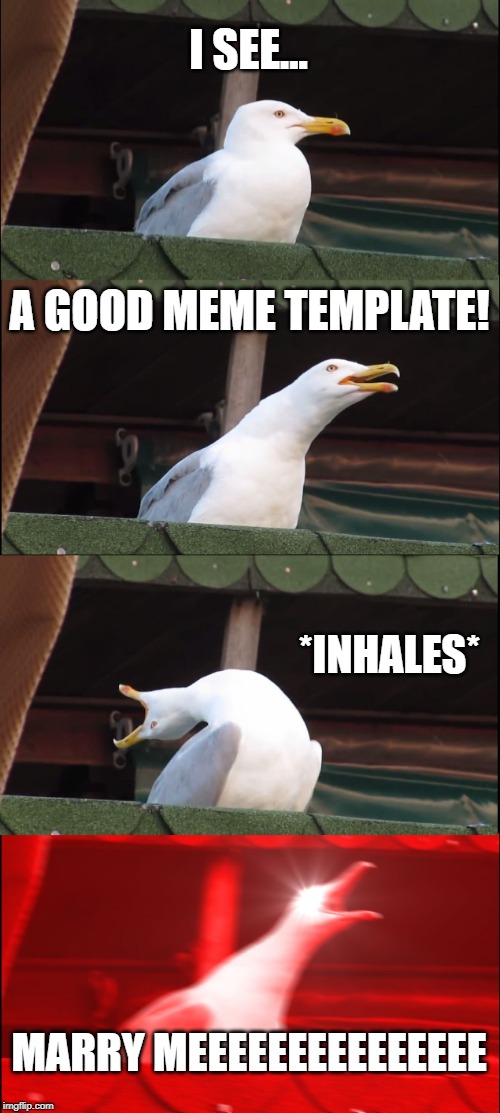 Inhaling Seagull Meme | I SEE... A GOOD MEME TEMPLATE! *INHALES* MARRY MEEEEEEEEEEEEEEE | image tagged in memes,inhaling seagull | made w/ Imgflip meme maker
