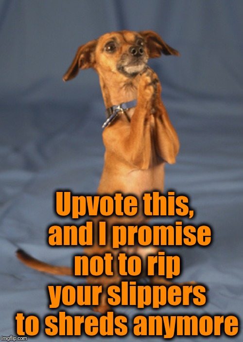 Begging dog | Upvote this,  and I promise not to rip your slippers to shreds anymore | image tagged in begging dog | made w/ Imgflip meme maker