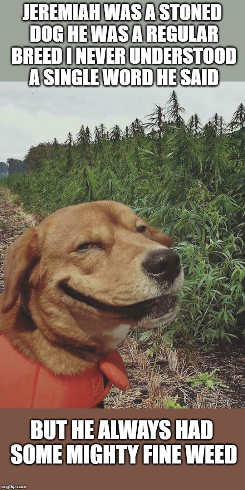 stoned dog | JEREMIAH WAS A STONED DOG HE WAS A REGULAR BREED I NEVER UNDERSTOOD A SINGLE WORD HE SAID; BUT HE ALWAYS HAD SOME MIGHTY FINE WEED | image tagged in dog,weed,song | made w/ Imgflip meme maker