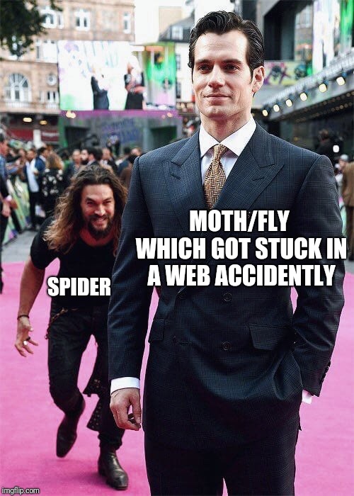 Poor bugs | MOTH/FLY WHICH GOT STUCK IN A WEB ACCIDENTLY; SPIDER | image tagged in aquaman sneaking up on superman,aquaman,superman | made w/ Imgflip meme maker