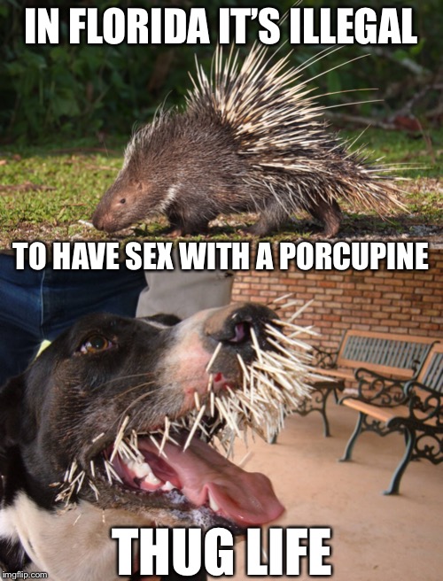 Ludicrous Laws Week | IN FLORIDA IT’S ILLEGAL; TO HAVE SEX WITH A PORCUPINE; THUG LIFE | image tagged in ludicrous laws week,ludicrouslaws,memes,funny | made w/ Imgflip meme maker