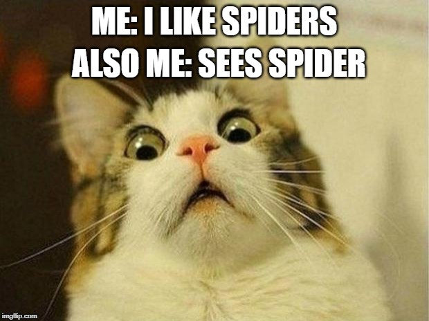 Scared Cat Meme | ALSO ME: SEES SPIDER; ME: I LIKE SPIDERS | image tagged in memes,scared cat | made w/ Imgflip meme maker