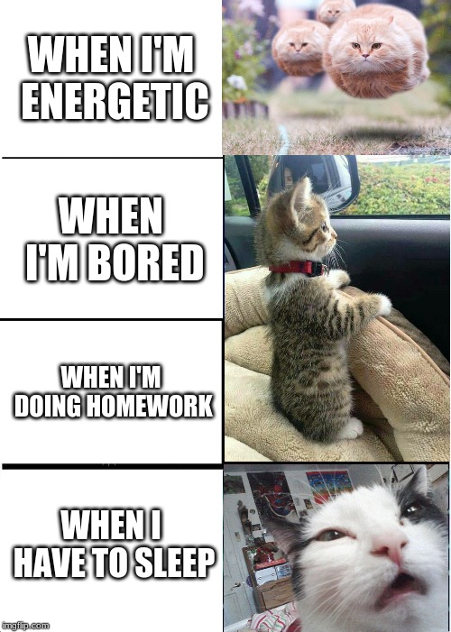 Cat Reactions To Various Circumstances |  WHEN I'M ENERGETIC; WHEN I'M BORED; WHEN I'M DOING HOMEWORK; WHEN I HAVE TO SLEEP | image tagged in energetic,flying,longing,complaining,what else,kittens | made w/ Imgflip meme maker