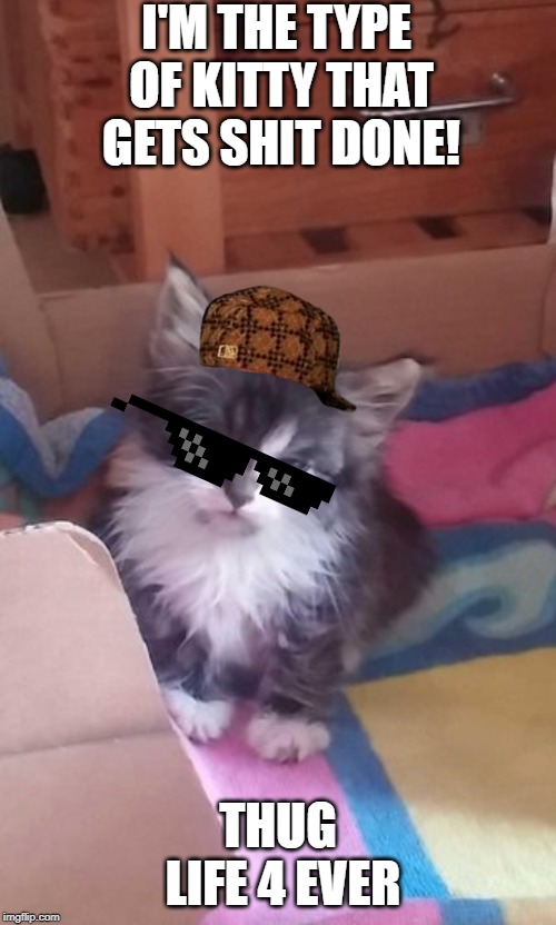thug life kitty