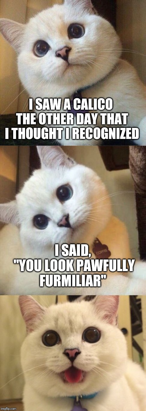 Insert facepalm here | I SAW A CALICO THE OTHER DAY THAT I THOUGHT I RECOGNIZED; I SAID, "YOU LOOK PAWFULLY FURMILIAR" | image tagged in bad pun cat,memes,cats,cringe worthy,captain picard facepalm,old joke | made w/ Imgflip meme maker