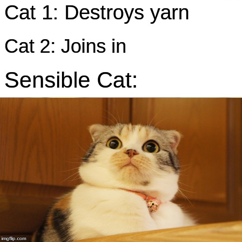 Differences Between Smart and Foolish Cats | Cat 1: Destroys yarn; Cat 2: Joins in; Sensible Cat: | image tagged in suprised,yarn,cat 1,cat 2,sensible,kitten | made w/ Imgflip meme maker