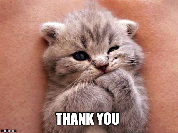 cute kitty | THANK YOU | image tagged in cute kitty | made w/ Imgflip meme maker