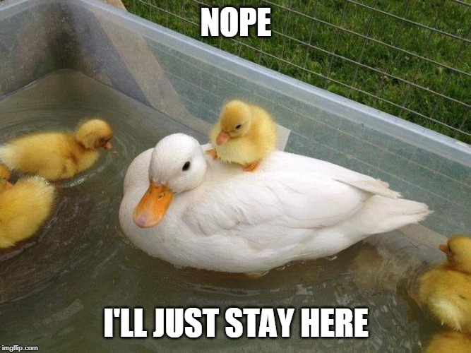 MAMAS BABY | NOPE; I'LL JUST STAY HERE | image tagged in duck,ducks,duckling,nope | made w/ Imgflip meme maker