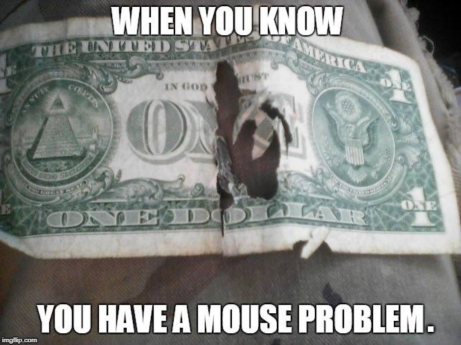 MOUSE PROBLEMS | . | image tagged in mice,money,dollar,mouse,chewing | made w/ Imgflip meme maker
