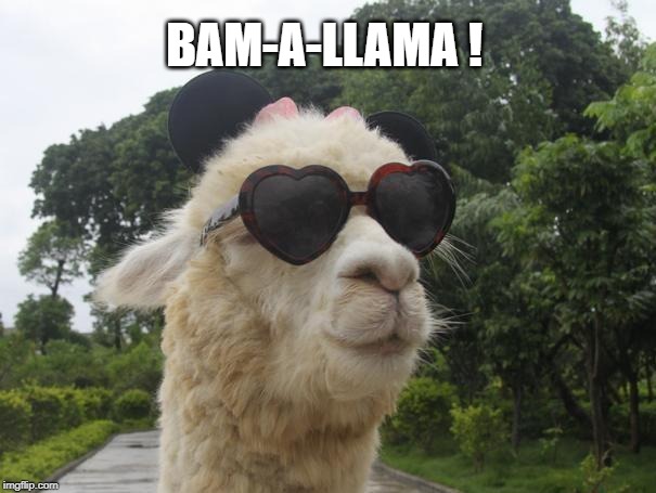 cool llama | BAM-A-LLAMA ! | image tagged in cool llama | made w/ Imgflip meme maker