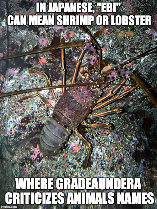 Japanese Spiny Lobster | IN JAPANESE, "EBI" CAN MEAN SHRIMP OR LOBSTER; WHERE GRADEAUNDERA CRITICIZES ANIMALS NAMES | image tagged in lobster,memes | made w/ Imgflip meme maker