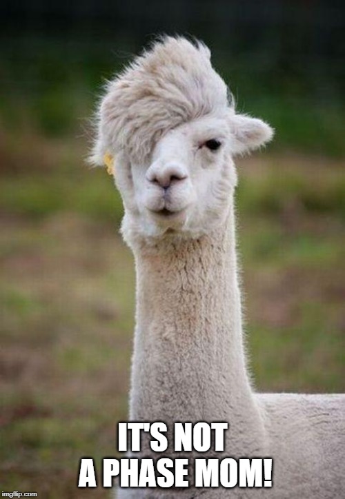 Emo Llama | IT'S NOT A PHASE MOM! | image tagged in emo llama | made w/ Imgflip meme maker