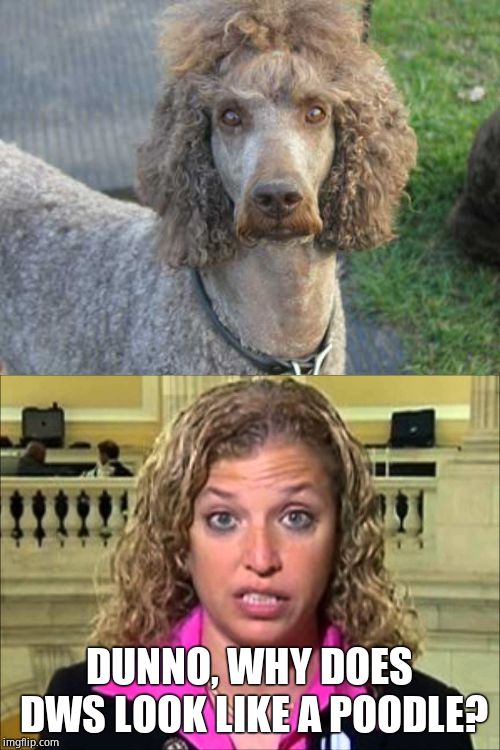 DUNNO, WHY DOES DWS LOOK LIKE A POODLE? | image tagged in debbie wasserman schultz,veripoodle | made w/ Imgflip meme maker