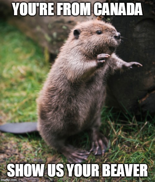 Beaver | YOU'RE FROM CANADA SHOW US YOUR BEAVER | image tagged in beaver | made w/ Imgflip meme maker