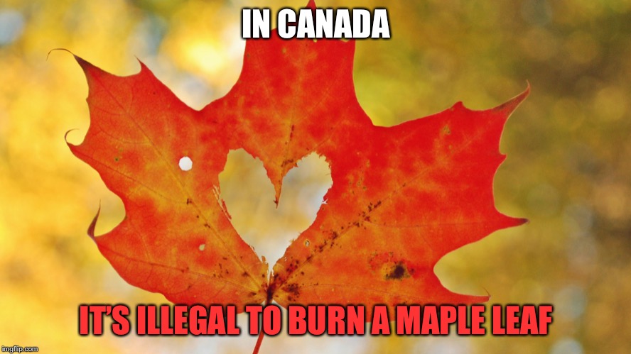 Maple Leaf Heart | IN CANADA; IT’S ILLEGAL TO BURN A MAPLE LEAF | image tagged in maple leaf heart | made w/ Imgflip meme maker