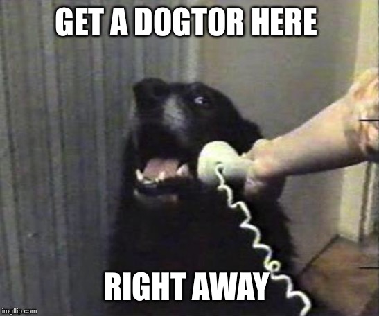 Yes this is dog | GET A DOGTOR HERE RIGHT AWAY | image tagged in yes this is dog | made w/ Imgflip meme maker