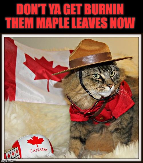 Canada Cat | DON’T YA GET BURNIN THEM MAPLE LEAVES NOW | image tagged in canada cat | made w/ Imgflip meme maker