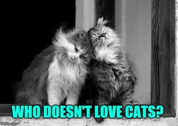 Loving cats | WHO DOESN'T LOVE CATS? | image tagged in loving cats | made w/ Imgflip meme maker