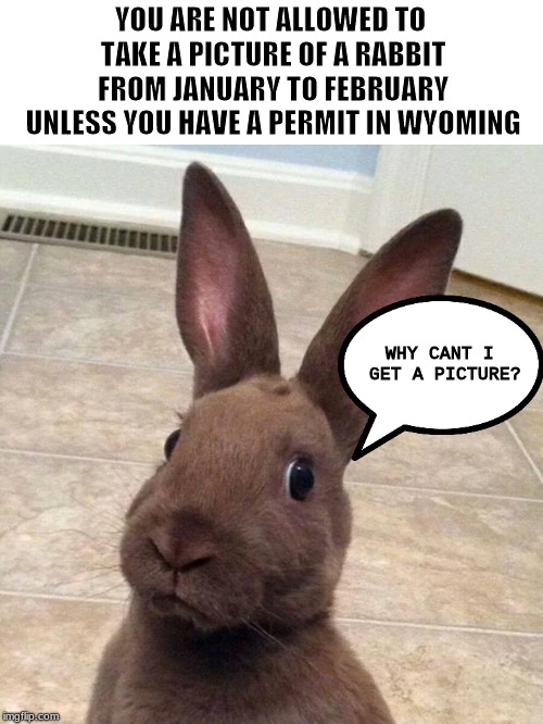 My first "week" meme, LOL! Ludicrous Laws week April 1-7 a LordCheesus, Katechuks and SydneyB event | YOU ARE NOT ALLOWED TO TAKE A PICTURE OF A RABBIT FROM JANUARY TO FEBRUARY UNLESS YOU HAVE A PERMIT IN WYOMING; WHY CANT I GET A PICTURE? | image tagged in really rabbit | made w/ Imgflip meme maker
