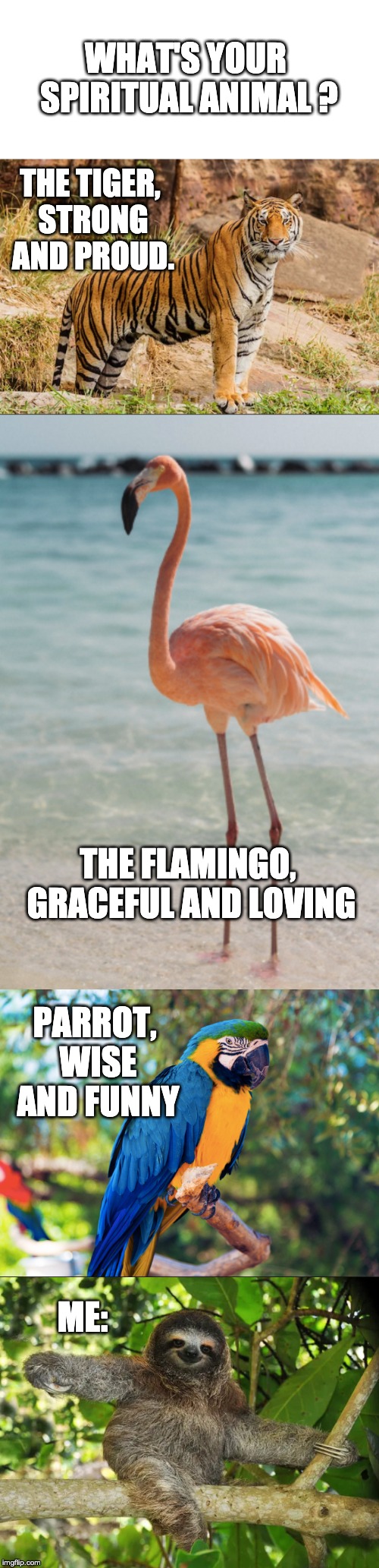 WHAT'S YOUR SPIRITUAL ANIMAL ? THE TIGER, STRONG AND PROUD. THE FLAMINGO, GRACEFUL AND LOVING; PARROT, WISE AND FUNNY; ME: | image tagged in animals | made w/ Imgflip meme maker