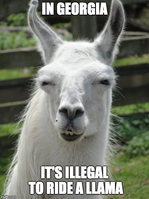 Ludicrous Laws Week - April 1 to April 7 | IN GEORGIA; IT'S ILLEGAL TO RIDE A LLAMA | image tagged in llama glare,georgia,ludacris,no riding | made w/ Imgflip meme maker