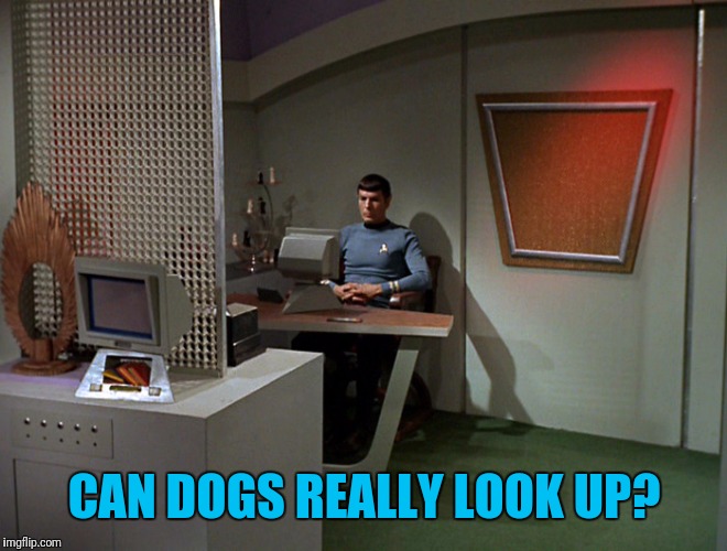 Spock Alone With His Thoughts | CAN DOGS REALLY LOOK UP? | image tagged in star trek,spock,thinking meme | made w/ Imgflip meme maker