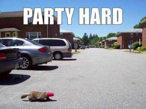 image tagged in cats,animals
