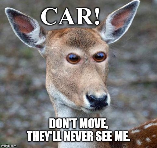 Need to work on my night moves. | CAR! DON'T MOVE, THEY'LL NEVER SEE ME. | image tagged in deer in headlights | made w/ Imgflip meme maker