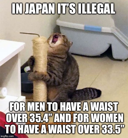 Over Dramatic Cat | IN JAPAN IT’S ILLEGAL; FOR MEN TO HAVE A WAIST OVER 35.4” AND FOR WOMEN TO HAVE A WAIST OVER 33.5” | image tagged in over dramatic cat,ludicrouslaws,memes,funny | made w/ Imgflip meme maker
