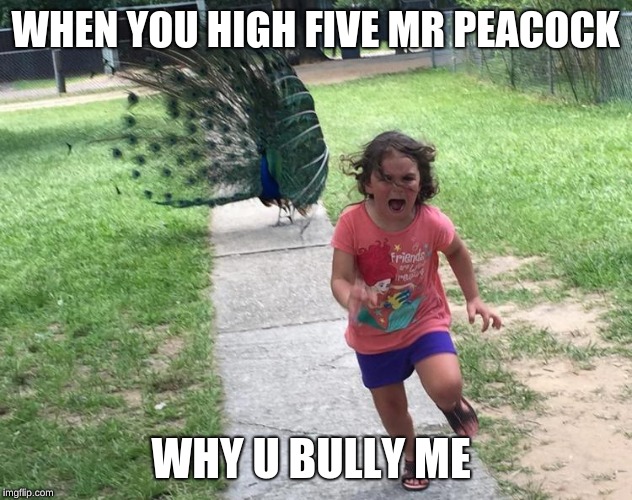 Peacock chasing kid | WHEN YOU HIGH FIVE MR PEACOCK; WHY U BULLY ME | image tagged in peacock chasing kid | made w/ Imgflip meme maker