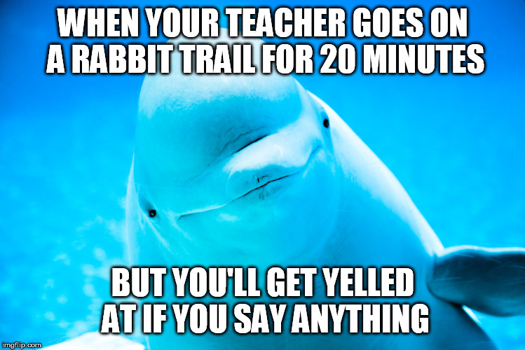 When you just want to learn... | WHEN YOUR TEACHER GOES ON A RABBIT TRAIL FOR 20 MINUTES; BUT YOU'LL GET YELLED AT IF YOU SAY ANYTHING | image tagged in really whale | made w/ Imgflip meme maker