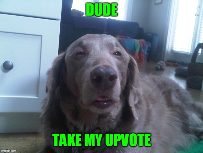 Stoned Dog | DUDE TAKE MY UPVOTE | image tagged in stoned dog | made w/ Imgflip meme maker