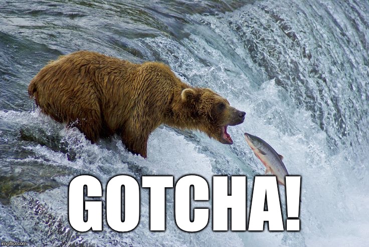 Bear catching salmon | GOTCHA! | image tagged in bear catching salmon | made w/ Imgflip meme maker