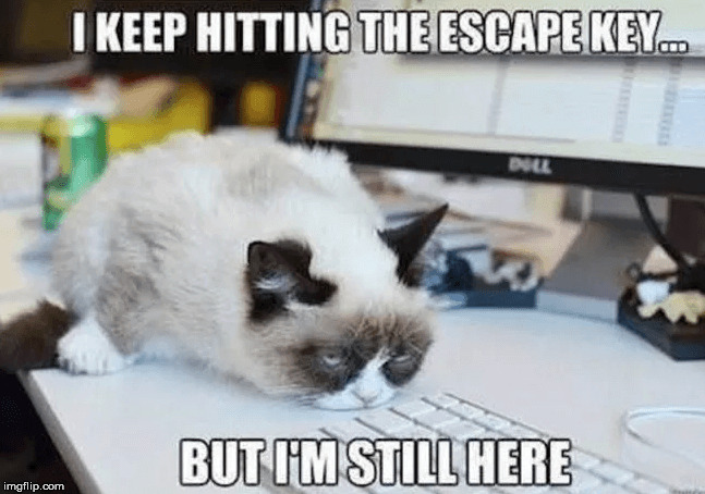 This cat needs to call the IT guy... | . | image tagged in funny,memes,cats,grumpy cat,repost,escape | made w/ Imgflip meme maker