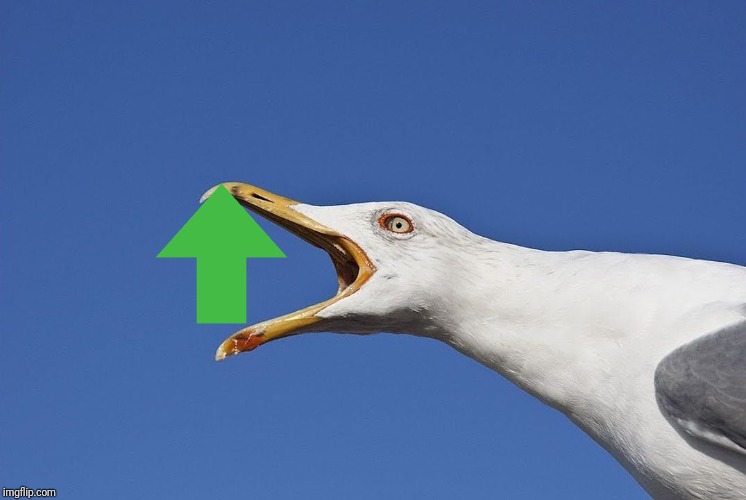 Sea Gull | image tagged in sea gull | made w/ Imgflip meme maker