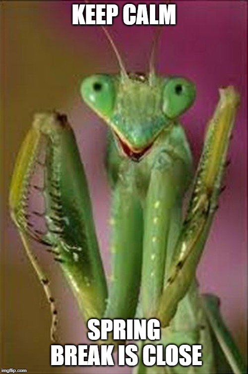 Praying Mantis Close Up | KEEP CALM; SPRING BREAK IS CLOSE | image tagged in praying mantis close up | made w/ Imgflip meme maker