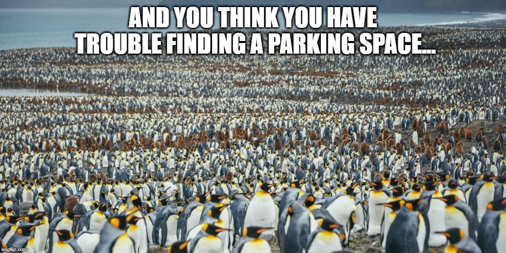 Trouble Parking | AND YOU THINK YOU HAVE TROUBLE FINDING A PARKING SPACE... | image tagged in king penguins,parking space | made w/ Imgflip meme maker