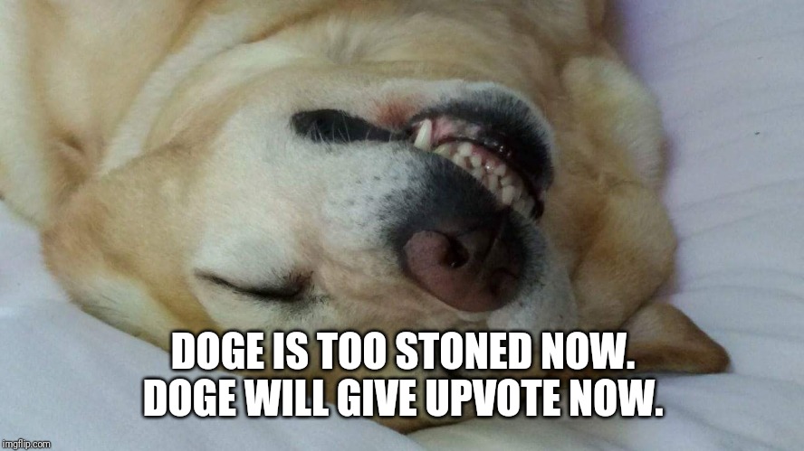 Stoned Doge | DOGE IS TOO STONED NOW. DOGE WILL GIVE UPVOTE NOW. | image tagged in stoned doge | made w/ Imgflip meme maker