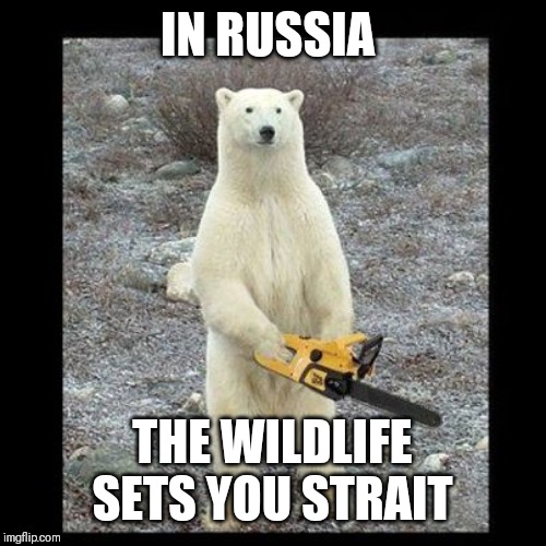 Chainsaw Bear Meme | IN RUSSIA; THE WILDLIFE SETS YOU STRAIT | image tagged in memes,chainsaw bear | made w/ Imgflip meme maker
