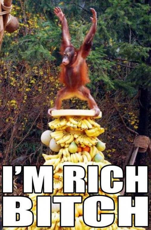 image tagged in funny,animals