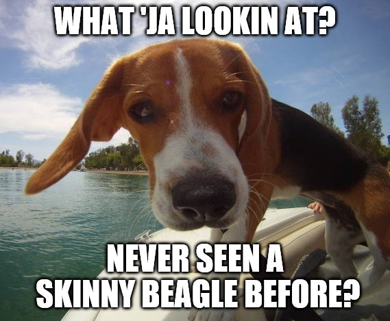 WHAT 'JA LOOKIN AT? NEVER SEEN A SKINNY BEAGLE BEFORE? | image tagged in beagle,boats,funny dogs,dogs,guess who | made w/ Imgflip meme maker